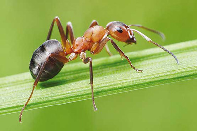 مورچه ها