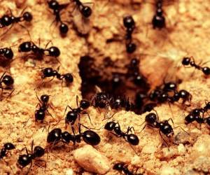 مورچه های داخل لانه