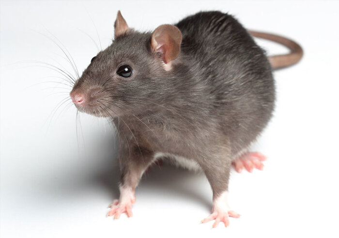 بیماری های انتقال دهنده موش ها