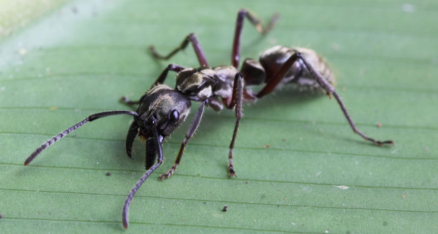 مورچه های تکامل یافته 